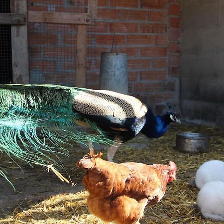 Casa Rural Espasa L'Espluga de Francoli Ngoại thất bức ảnh