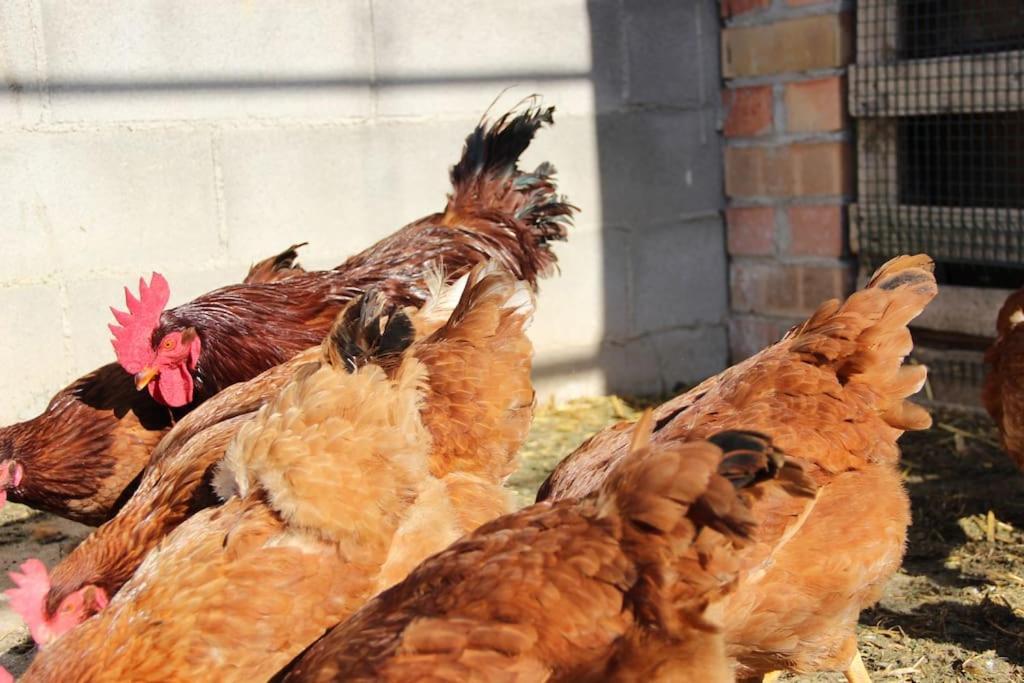 Casa Rural Espasa L'Espluga de Francoli Ngoại thất bức ảnh